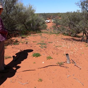 Many stone tools mark the site of Daisy Bates' observatory