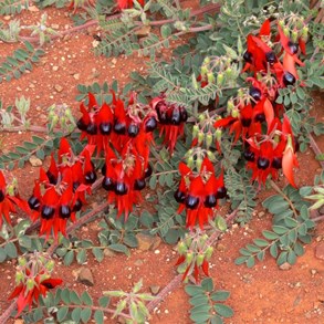 There were patches of Sturts Desert Peas along the road