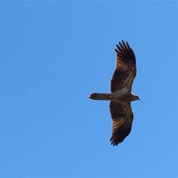 Eagles soared overhead