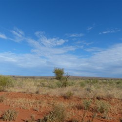 Centre - a healthy gravillia.  Most are dead