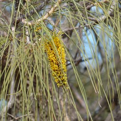 Pockets of gravillia in flower