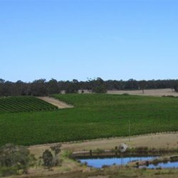 Vineyards need to be protected from plant diseases