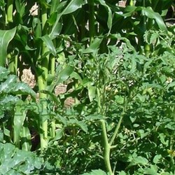 Tomatoes are a fruit and are subject to fruit fly