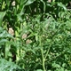 Tomatoes are a fruit and are subject to fruit fly