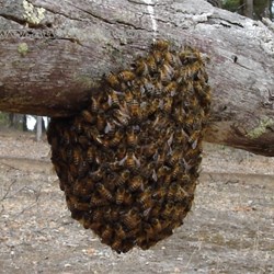 You cannot bring honey or apiary products it Western Australia