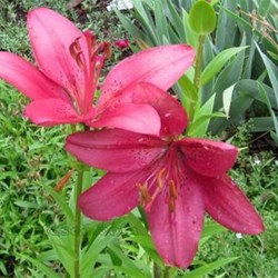 Declare all plant material, seeds, bulbs and soil