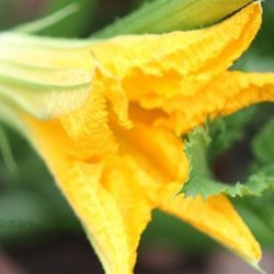 The vegetable industry is at risk