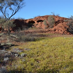 Small wildflowers add contrast to the rock outcrop