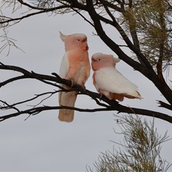 Pair of Major Mitchell Cockatoo's at Yerda