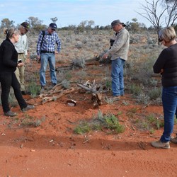 Inspection a Dingo Trap site
