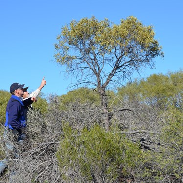 Showing Russell a Quandong Tree