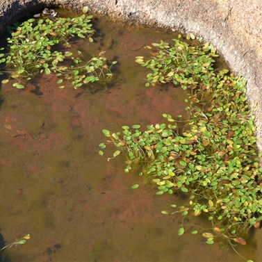 Very small rock hole on Wynbring Rocks