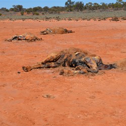 We concluded that these camels died of Lead Poisoning along the Dog Fence