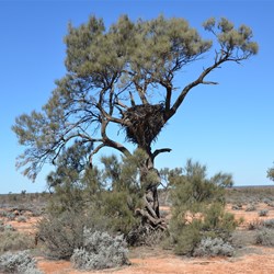 Wedge Tailed Eagles nest along the Nawa Junction Track