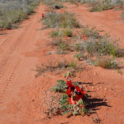 This lonely Sturt Desert Pea in the middle of the Nawa Junction Track