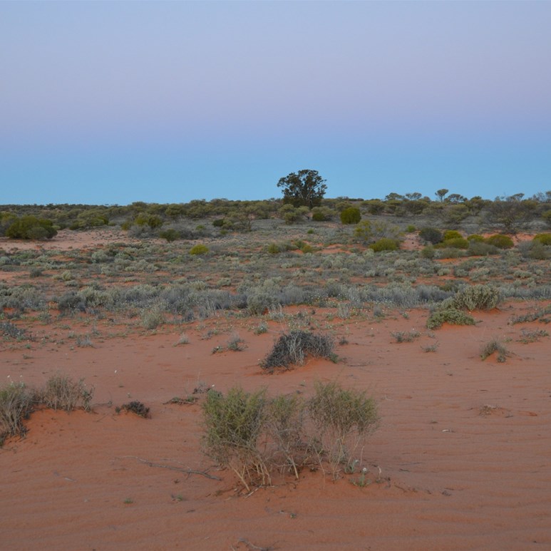 Sunset at Wilkinson Lakes