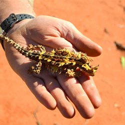 Mick's eagle eyes sighted this little fellow on the Nawa Junction Track