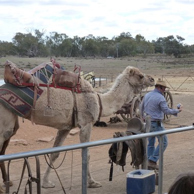 Camel history in Aus