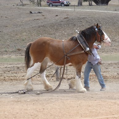 Draught Horse in action