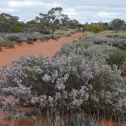 Thryptomene lined the BMR Track