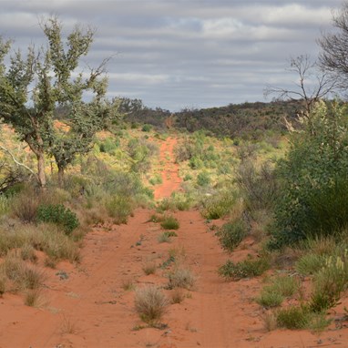 How the desert had revegetated in just 12 months along the BMR
