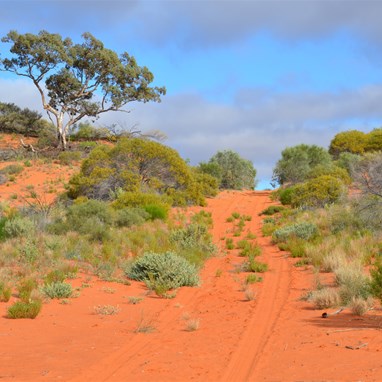 A majestic Marble Gum on top of a dune along the BMR