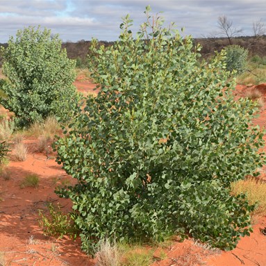 There were thousands of young Native Poplar - Codonocarpu cotinifolius in the regrowth along the BMR