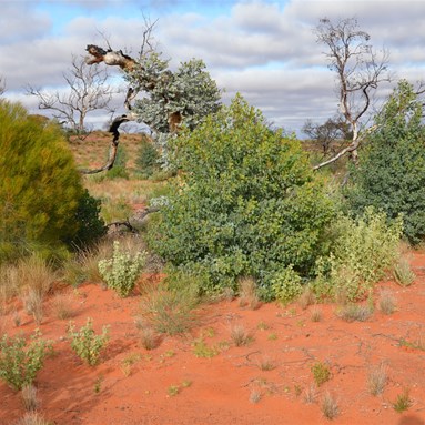 Native Poplar and Poison Camel Bush growing along side of each other on the BMR
