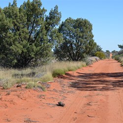 Native Cypress Pine along the BMR