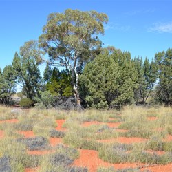 A mix of Native Vegetation 