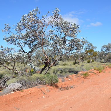 The second site of the rare Eucalyptus wyolensis