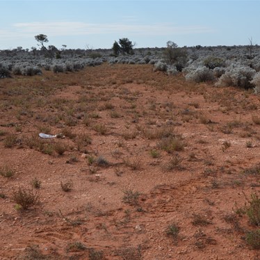 This cleared strip of Bluebush marks the Western Australia and South Australia State Borders