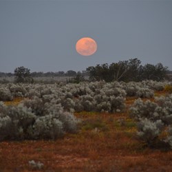 The Moon almost set as it gets lighter