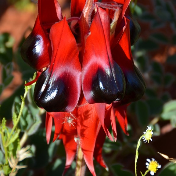 White outline around the Boss on all the Sturts Desert Peas in this area