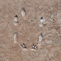Kangaroo imprints on the Lake surface 