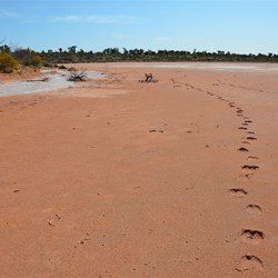 Camel tracks on the edge of the Forrest Lakes