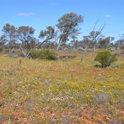 Wildflowers were in full bloom in the Forrest Lakes area