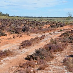 Samphire on the small Lake surface