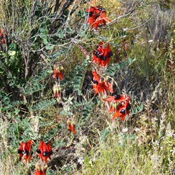 These Sturts Desert Pea were starting to climb up this bush 