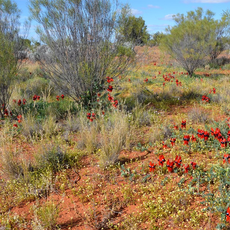 Another patch of Sturts Desert Pea