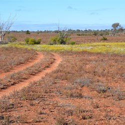 Wildflowers in mass where the water collected
