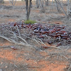 This is why it is called Bottle Corner Camp