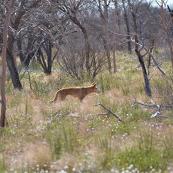 This Dingo had other things on its mind, rather than look a travellers on the road