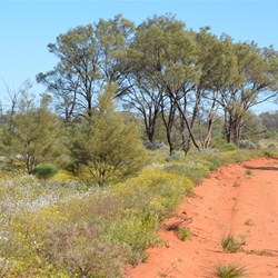 The main Aboriginal Road heading towards Tjuntjuntjarra 