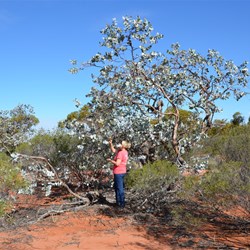 Fiona examines a rare Eucalyptus wyolensis on the Aboriginal Road