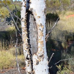 Coolamon Tree Anne Beadell Highway