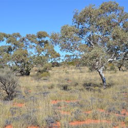 Anne Beadell Highway