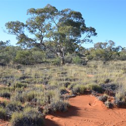 Anne Beadell Highway