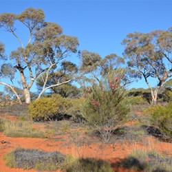 Anne Beadell Highway