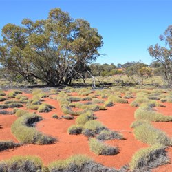 Anne Beadell Highway